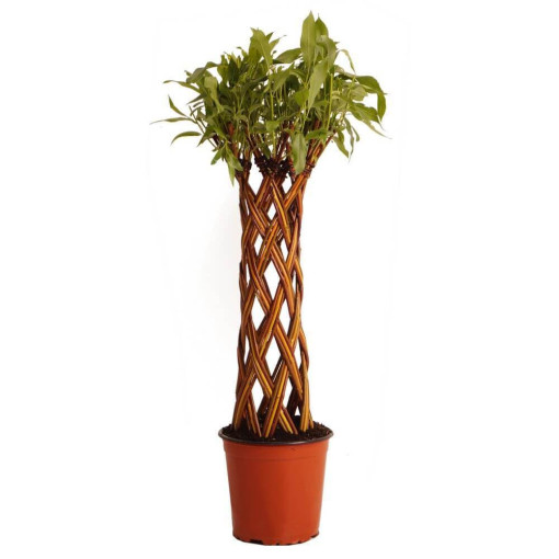 Geflochtene Bunte Weide (Salix alba x purpurea)