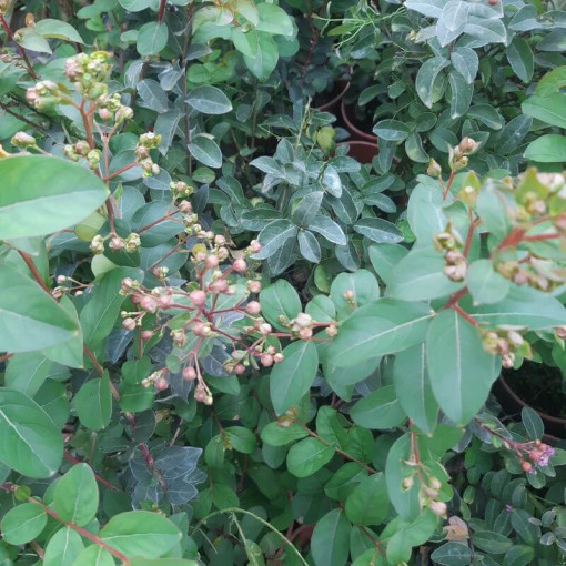 Indische Lagerstroemia (Ohne Mittag) Topf, 2L