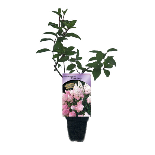 Rispenhortensie 'Pink Lady', Topf, 2L