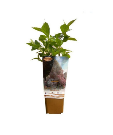 Rispenhortensie 'PHANTOM', Topf, 2L