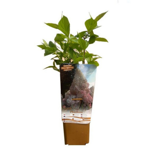 Rispenhortensie 'PHANTOM', Topf, 2L
