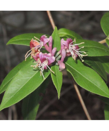 Henryis Immergrüne Geißblatt, Topf 4L