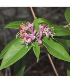 Henryis Immergrüne Geißblatt, Topf 4L