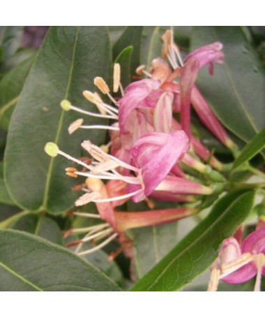 Henryis Immergrüne Geißblatt, Topf 4L