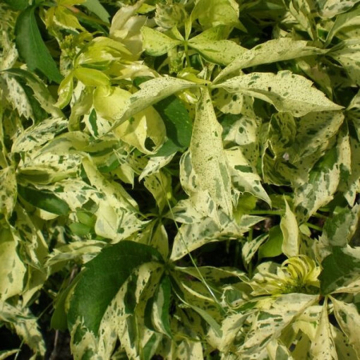 Wilder Wein Star Showers (fünf-lappig) Topf, 4L