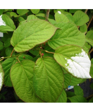 Kiwi Actinidia Bestäuber Adam (Buntblättrig) Männlich, 2L Topf