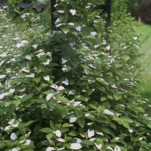Kiwi Actinidia Bestäuber Adam (Buntblättrig) Männlich, 2L Topf