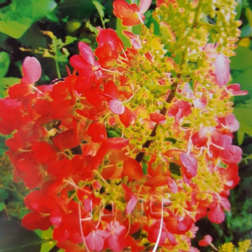 Rispenhortensie 'Red Star' Topf, 2L