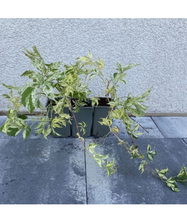 Wilder Wein Star Showers (fünf-lappig) Topf, 4L