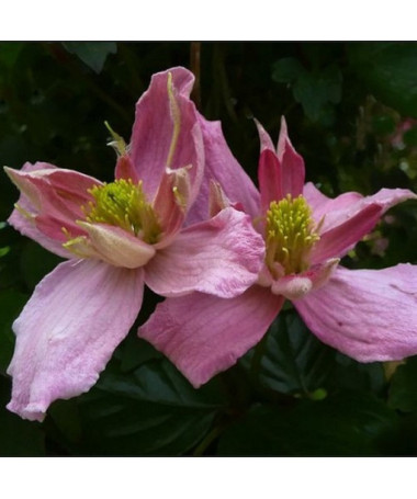 Clematis Montana 'Broughton Star' Topf, 2L