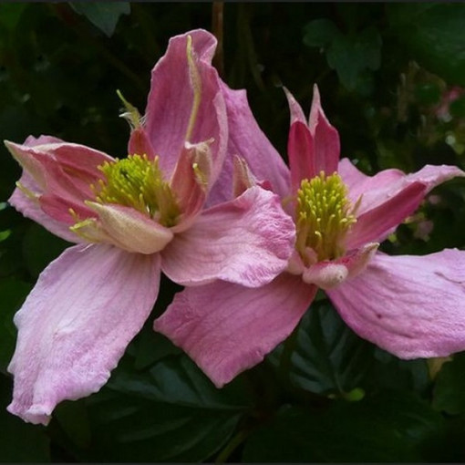 Clematis Montana 'Broughton Star' Topf, 2L