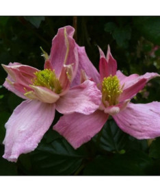 Clematis Montana 'Broughton Star' Topf, 2L