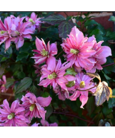 Clematis Montana 'Broughton Star' Topf, 2L