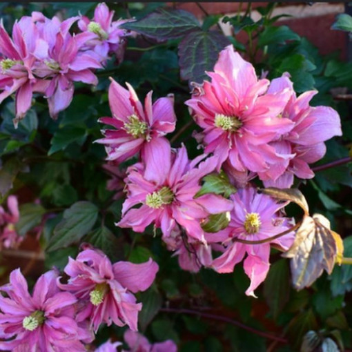 Clematis Montana 'Broughton Star' Topf, 2L