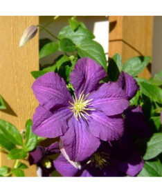Clematis 'Etoile Violette' Topf, 2L