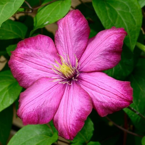 Clematis Ville de Lyon Topf 4L