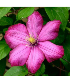 Clematis Ville de Lyon Topf 4L