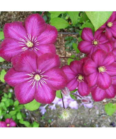 Clematis Ville de Lyon Topf 4L