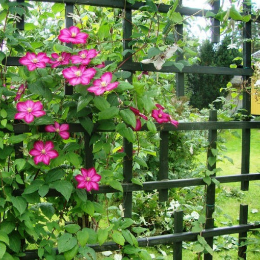 Clematis Ville de Lyon Topf 4L