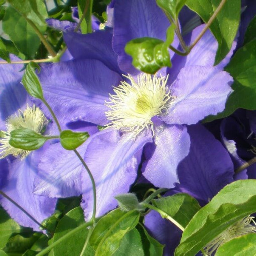 Clematis Lasurstern (großblumig) Topf. 4L