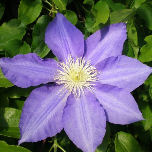 Clematis Lasurstern (großblumig) Topf. 4L