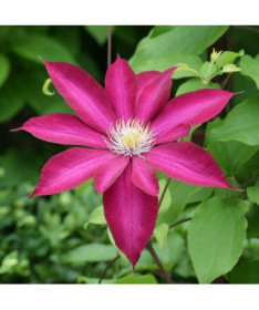 Clematis 'Kakio Pink Champagne' 4L Topf