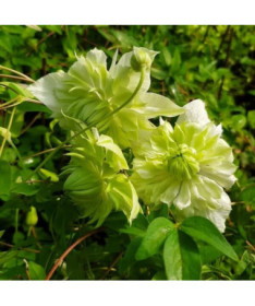 Clematis Alba Plena Voll-Halb Voll Topf. 4L