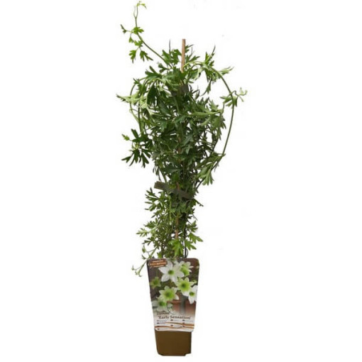 Botanischer Clematis Early Sensation Topf. 4L