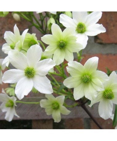 Botanische Clematis Early Sensation, 2L Topf.