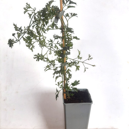 Botanische Clematis Early Sensation, 2L Topf.