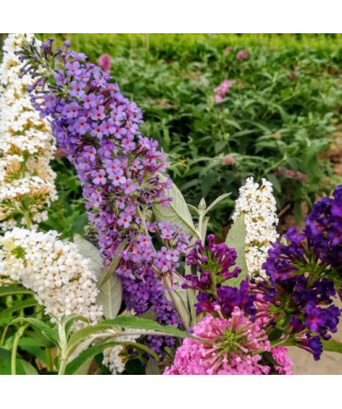 Set mit 3 Stück, MIX aus unmarkierten Buddleias P9/C1