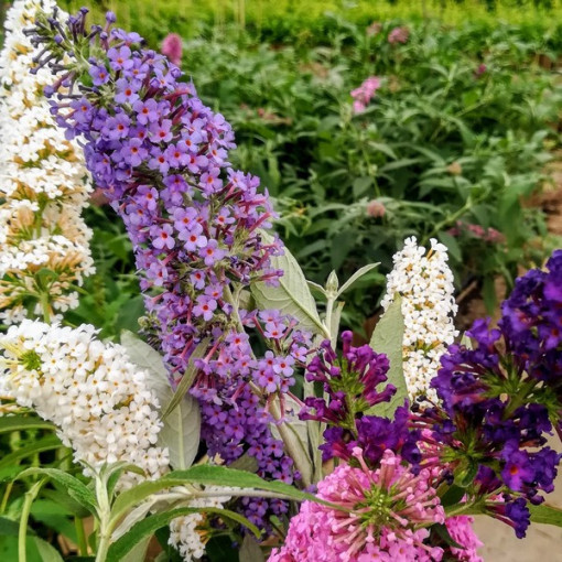 Set mit 3 Stück, MIX aus unmarkierten Buddleias P9/C1