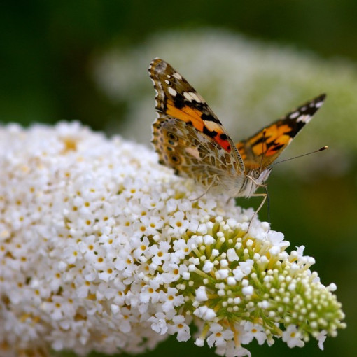 Set mit 3 Stück, MIX aus unmarkierten Buddleias P9/C1