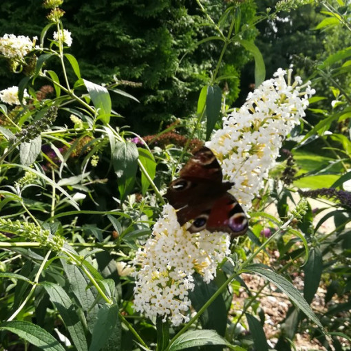 Set mit 3 Stück, MIX aus unmarkierten Buddleias P9/C1