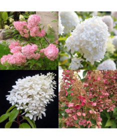 Set aus 3 Pflanzen, MIX von Hortensien in 2L Töpfen.