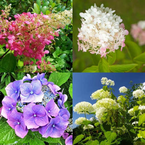 Set aus 3 Stück, Hortensien-MIX (unbeschriftet) in P9/C1