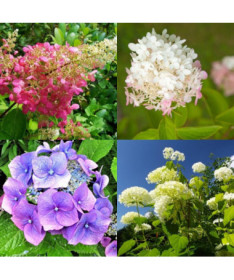 Set aus 3 Stück, Hortensien-MIX (unbeschriftet) in P9/C1