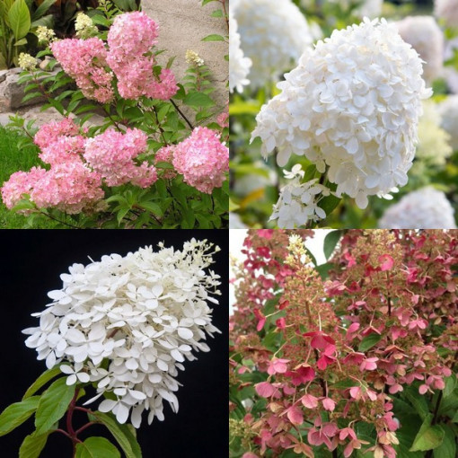 Set aus 3 Stück, Hortensien-MIX (unbeschriftet) in P9/C1