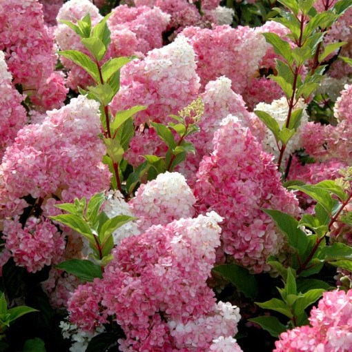 Set aus 3 Stück, Hortensien-MIX (unbeschriftet) in P9/C1