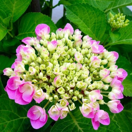 Set aus 3 Stück, Hortensien-MIX (unbeschriftet) in P9/C1