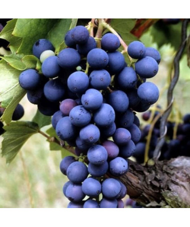 Weinrebe Marechal Foch, Behälter 2L