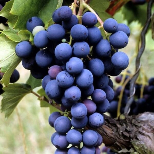 Weinrebe Marechal Foch, Behälter 2L