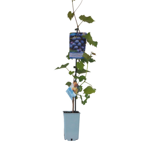 Weinrebe Marechal Foch, Behälter 2L