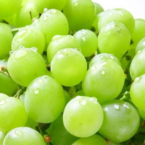 Weinrebe Solaris, Behälter 2L