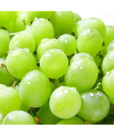 Weinrebe Solaris, Behälter 2L