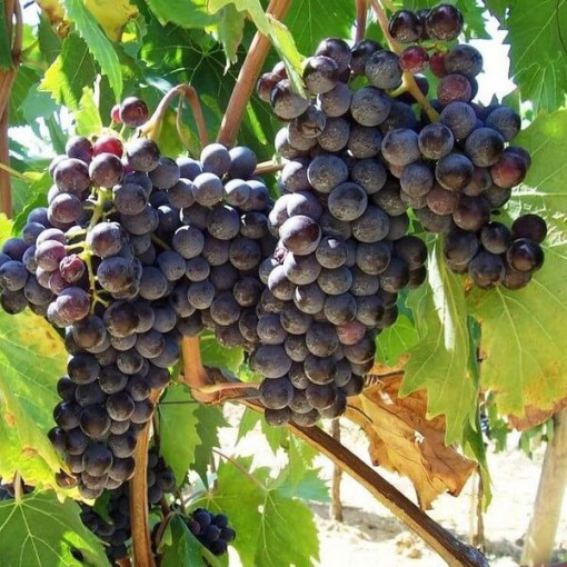 Weinrebe Boskoop Glory 2L