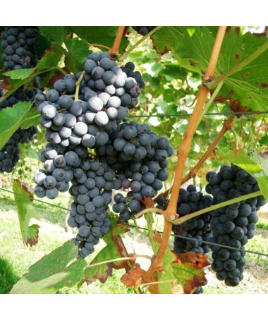 Weinrebe Fredonia 2L