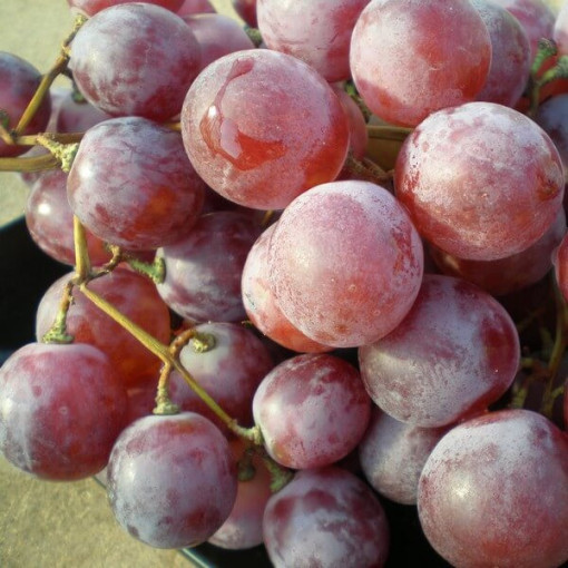 Swenson Red Weinrebe FROSTBESTÄNDIG 2L Topf