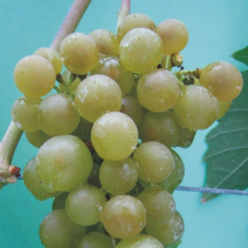 Jutrzenka Weinrebe 2L Topf