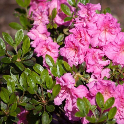 Rhododendron (Azalee) 'Petticoat' P9/C1